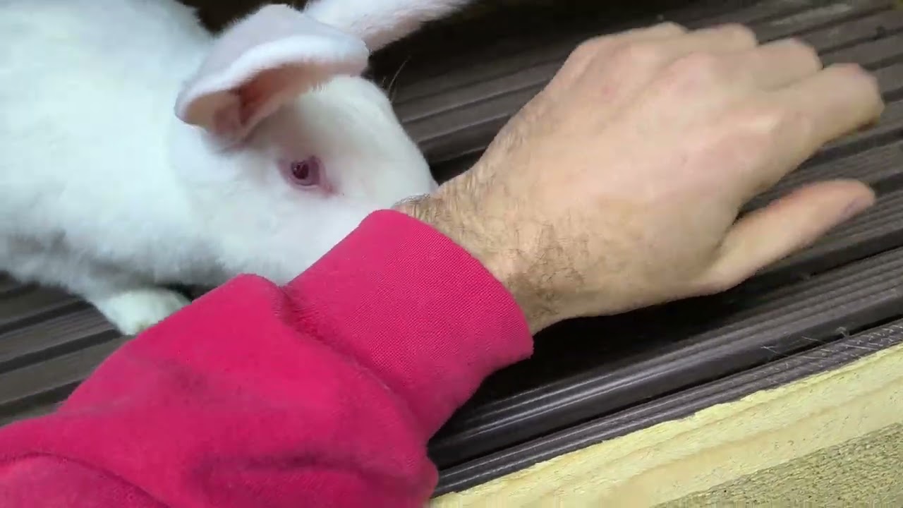 Ako správne ustajniť králiky – základ efektívneho chovu