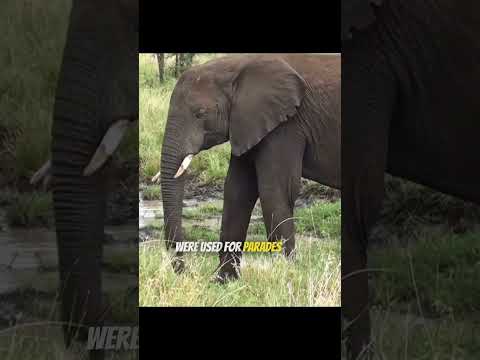 “Weird Florida Law: Elephant Parking?! 🐘🚗 | Strange USA Facts”