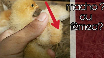 Como saber se é galo ou galinha?
