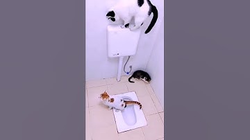 Cat pooping in toilet  | funny cat videos 2022 | baby cats | cute and funny cat | pet video