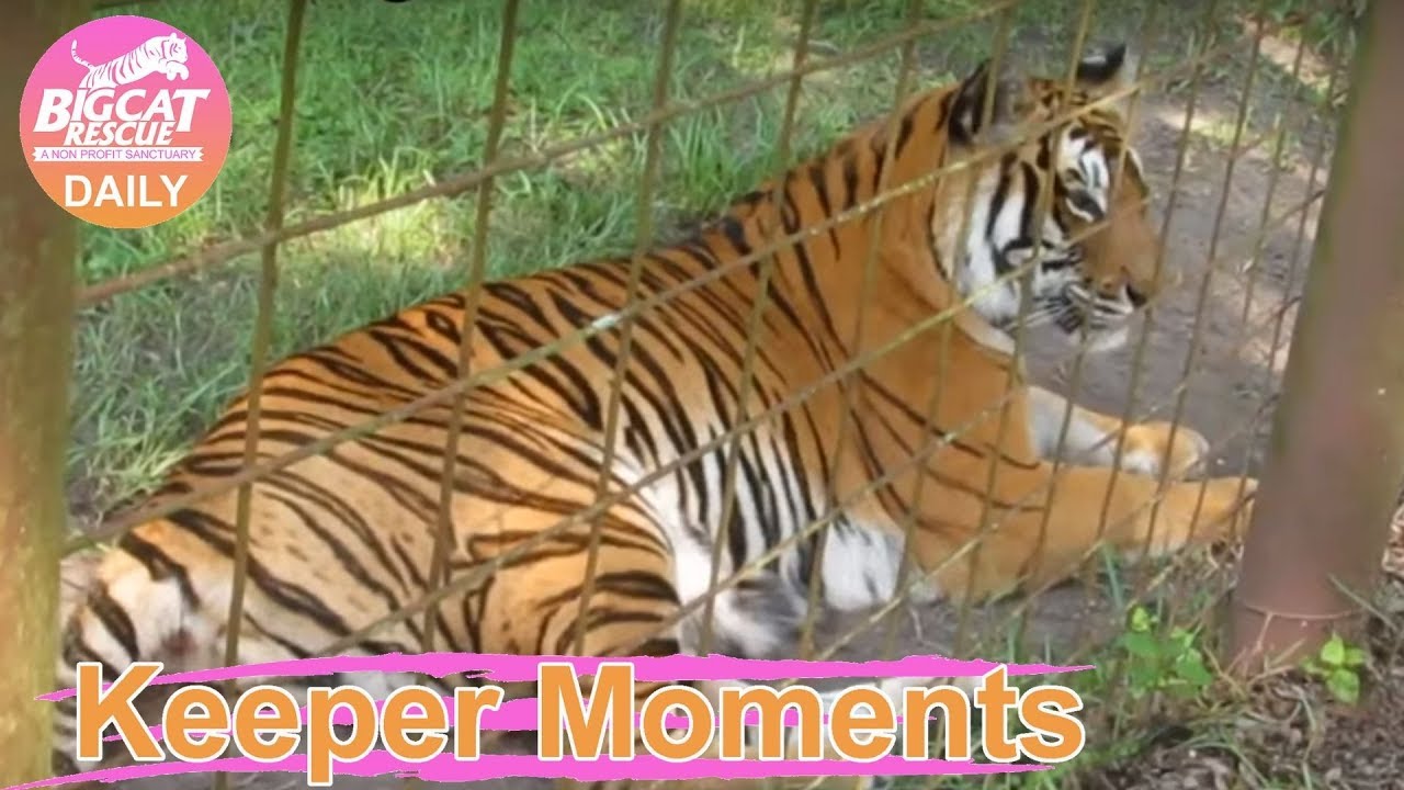 leopard print Keeper Moment - Priya Tiger