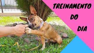 ADESTRAMENTO DA MALU! Cachorrinha cruza de Pinscher e Pitbull