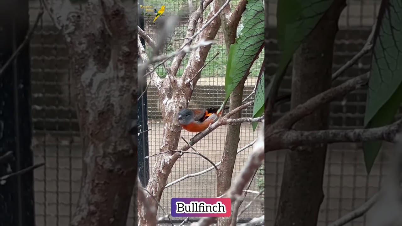 Bullfinch | Beautiful bird singing #birds #petbird #birdsounds #birdsong #birdslover #birdssing