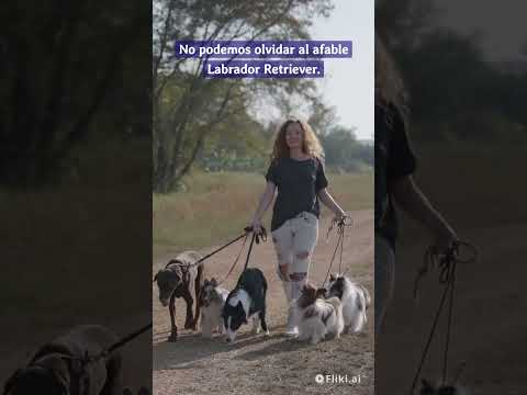 Video: Los perros más fieles y las razas de perros