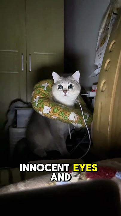 Caught Red-Pawed! The Charger Cable Assassin Exposed 🐱⚡ #shortvideo