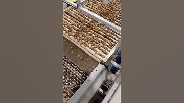 Optical sorting potato grading line from Tong featuring TOMRA 3A optical sorter | Tong Engineering