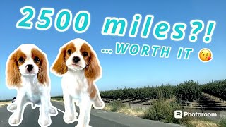 Cavalier Puppies Journey To New Families | Newport Beach and Oakland CA 😎