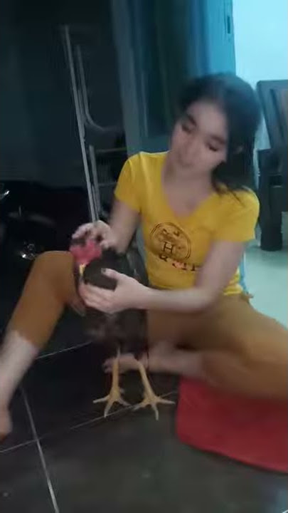 Story Wa Botoh Cantik mainin Ayam!!