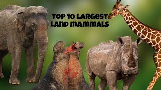 Top 10 largest land mammals part 1