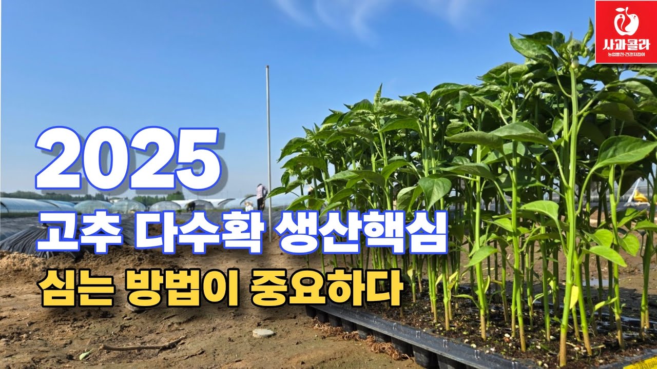 [Выращивание перца] 👍Выращивание высокоурожайного перца/Время посадки важно/Почему не стоит полив...