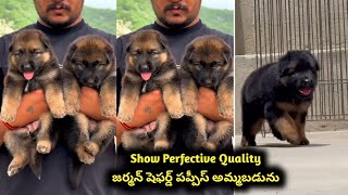 7207812826 | top quality German shepherd puppies for sale in telugu | Aj pets
