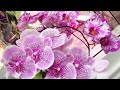 50 бутонов орхидея скинула☹️ Невероятный блеск листьев