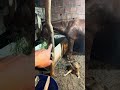 Vamos dorme cavalo