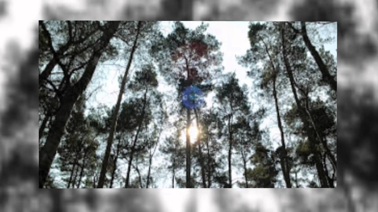 Amicus certus in re incerta cernitur - YouTube