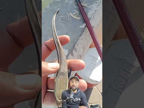 اكتشاف كائن بحري غريب عمرنا ما شفناه قبل كده عجائب البحر كائنات غريبة مخلوقات بحرية