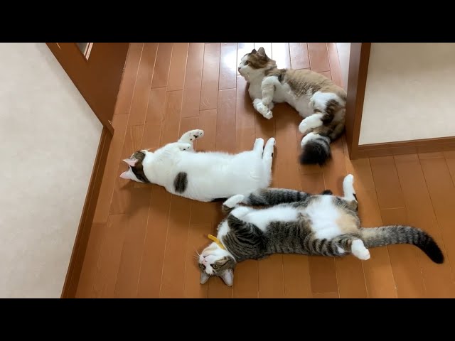 時々、家にかわいい猫が落ちています