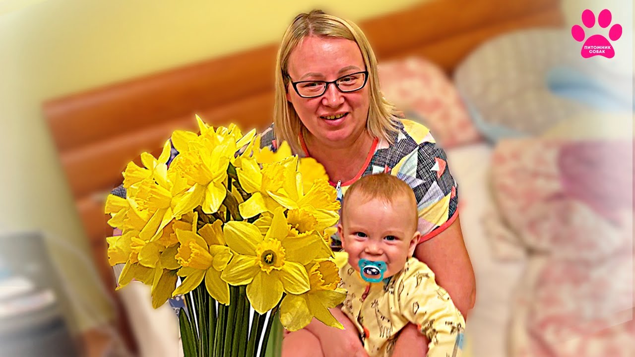 Сюрприз для жены! Нарвал нарциссов! Реакция жены. Отправка щенков в ...