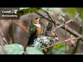 Hummingbird Behavior and Nesting Quiz
