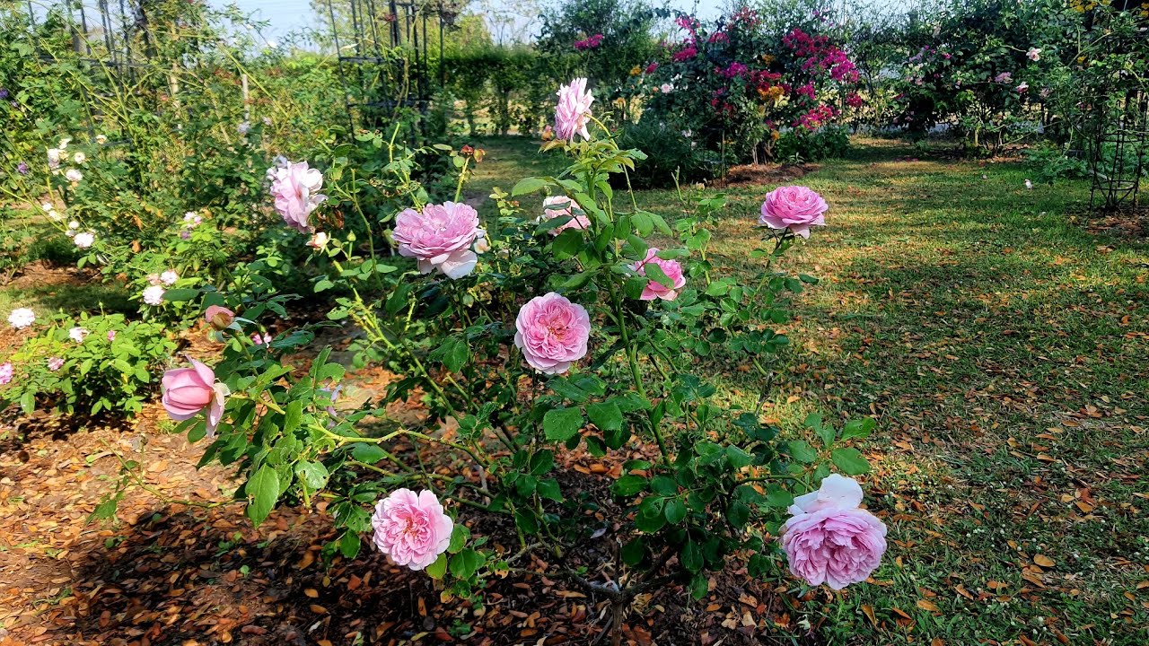 Эпизод 223 #МойРозовыйСад❤️🌸🩷