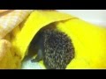 Hoglets baby hedgehogs at the gspca animal shelter in guernsey