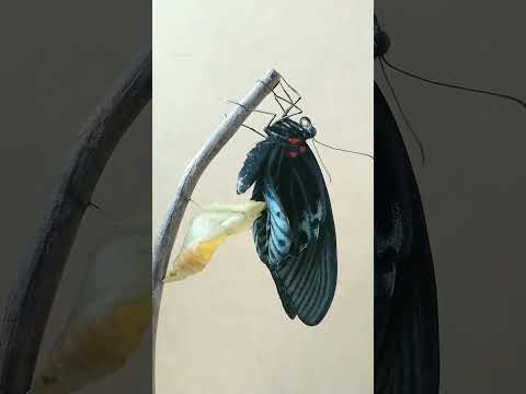 Amazing transformation. Восхитительное превращение.😍💥💥🔥😳👀🥰🦋🐛 #wildnaturetv250 #funny #wow #wildlife