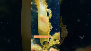 Newest funny video 2021 #Shorts