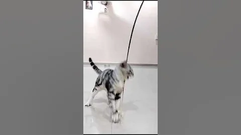 Watch the video about Available American short hair male at FELINE Liberty Persian 9421667331