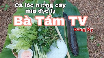 Cá lóc đồng nướng mía quá ngon - Bà Tám TV