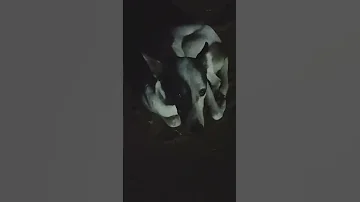 کتے کی انسان کے ساتھ وفا 