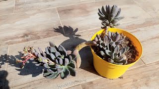 Aldığım Unlu Bitli Dev Sukulentin Saksı Değişimi Bakımı, Pachyveria Blue Mist