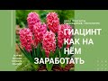 Гиацинты. Как на них заработать. Технология выгонки