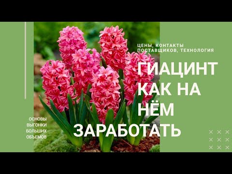 Video: Биз гиацинт өстүрөбүз