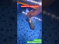 OMG😱🐸❌LIVE FEEDING ARAPAIMA FISH frog Worlds Largest freshwater🐟monster fish #fish #shortvideo