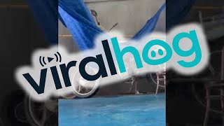 Dog Gets Tangled Up In Hammock || ViralHog