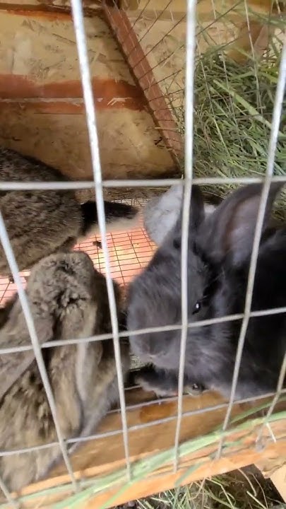 Кролики спят #кролики #rabbit #крольчата #клеткидлякроликов - YouTube
