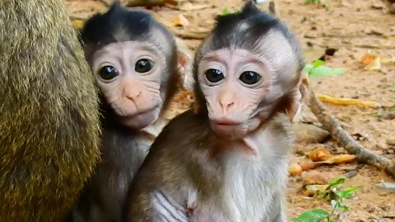 talking parrot Sweet Twin Talking To Welcome King Coming Warmly, Lolla &Toni Are So Cute Face
