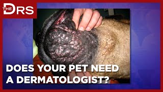 Does Your Dog Need a Dermatologist?