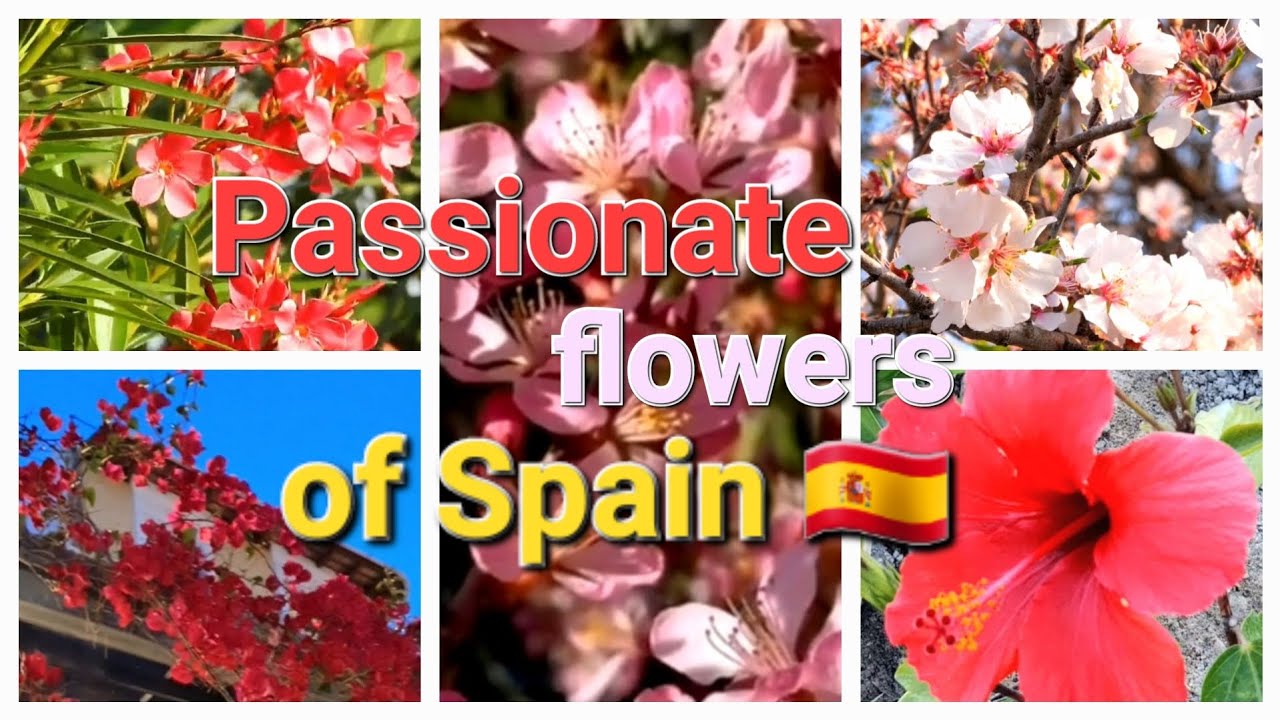 Passionate flowers of Spain 🇪🇸 ❤️ 💛 ❤️