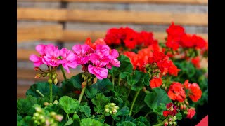 Не цветет герань в домашних условиях и тянется вверх: как заставить ее цвести