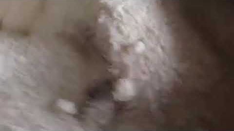 mushroom substrate mixer