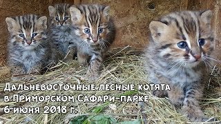 Дальневосточные лесные котята в Приморском Сафари-парке 6 июня 2018 г.