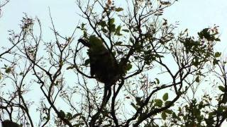 Hanuman Langur (Semnopithecus entellus) in Chhattisgarh Forest. Part-6 © Pankaj Oudhia