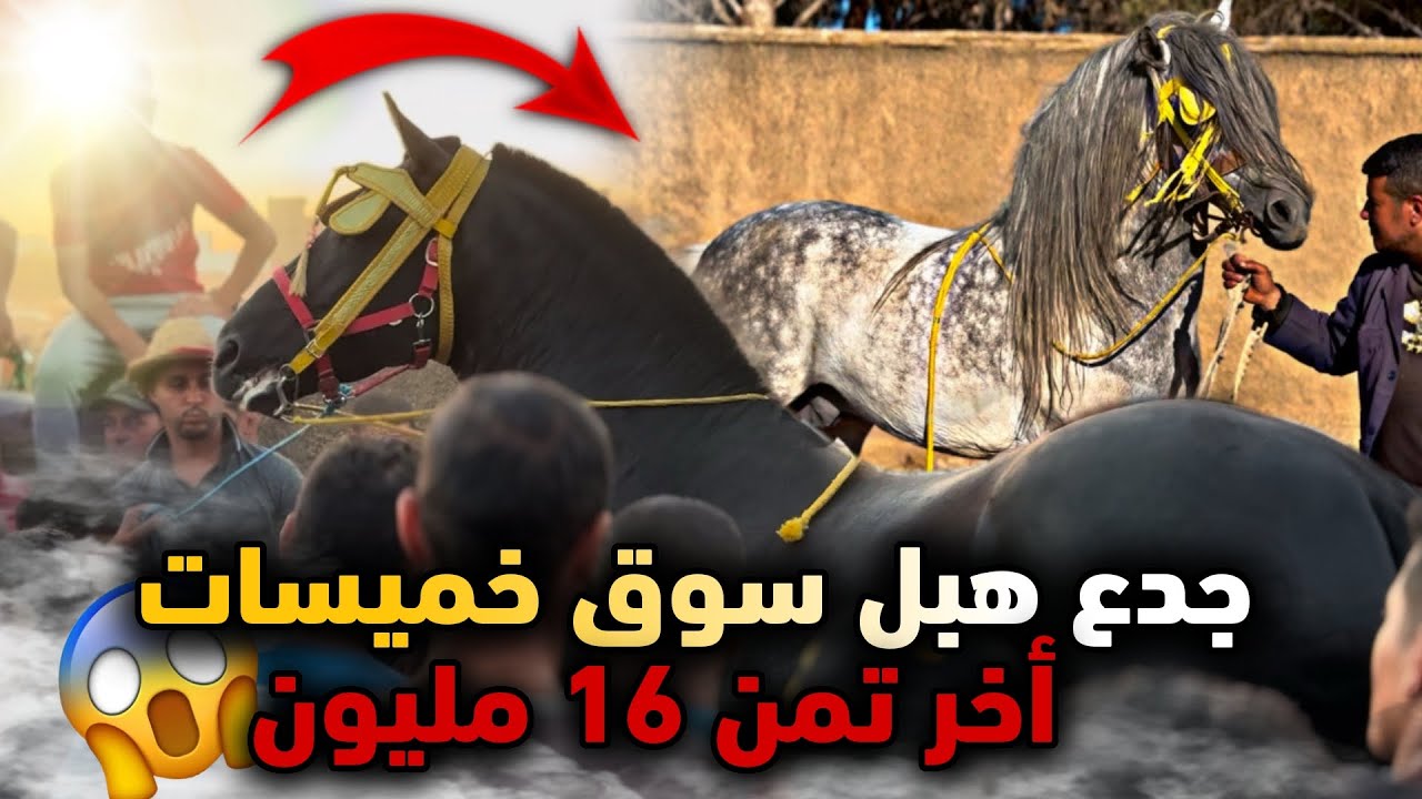 🚨جـدع مليح هبل ناس فسوق خميسات 🔥 أخـر تمن 16 مليون 😱 وشريت حصان جميل بلوريقات عطاوني فيه مليون و50  