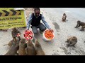 I was very happy to give food to a group of monkeys and dogs