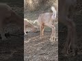 Goat #beautifullgoats #farmanimalct #animals