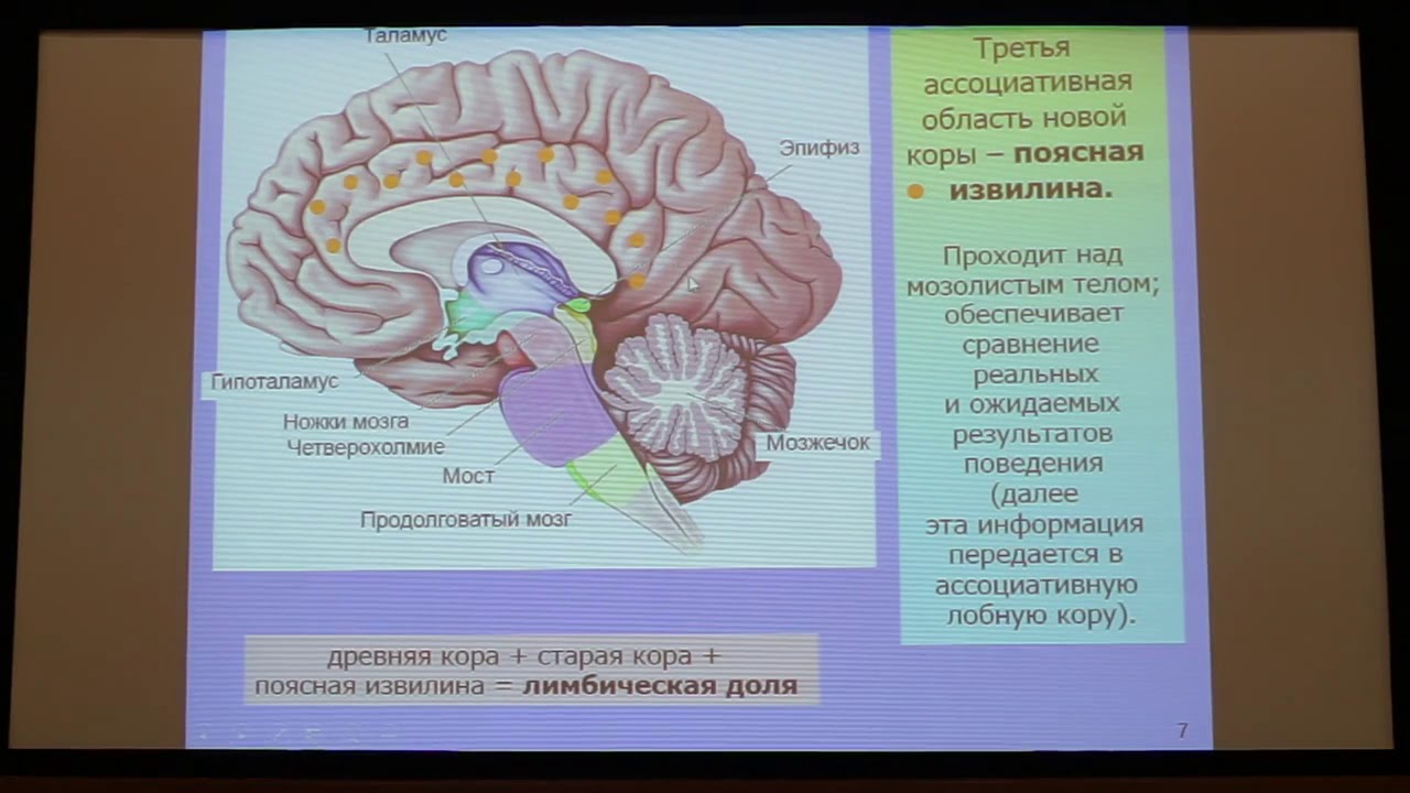 Тест мозга 4. Мозг и принятие решений. Строение головного мозга Дубынин.