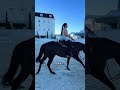 I mean…I HAD to right?!? #Horse #aqha #foal #horsegirl #horses #equestrian #animals