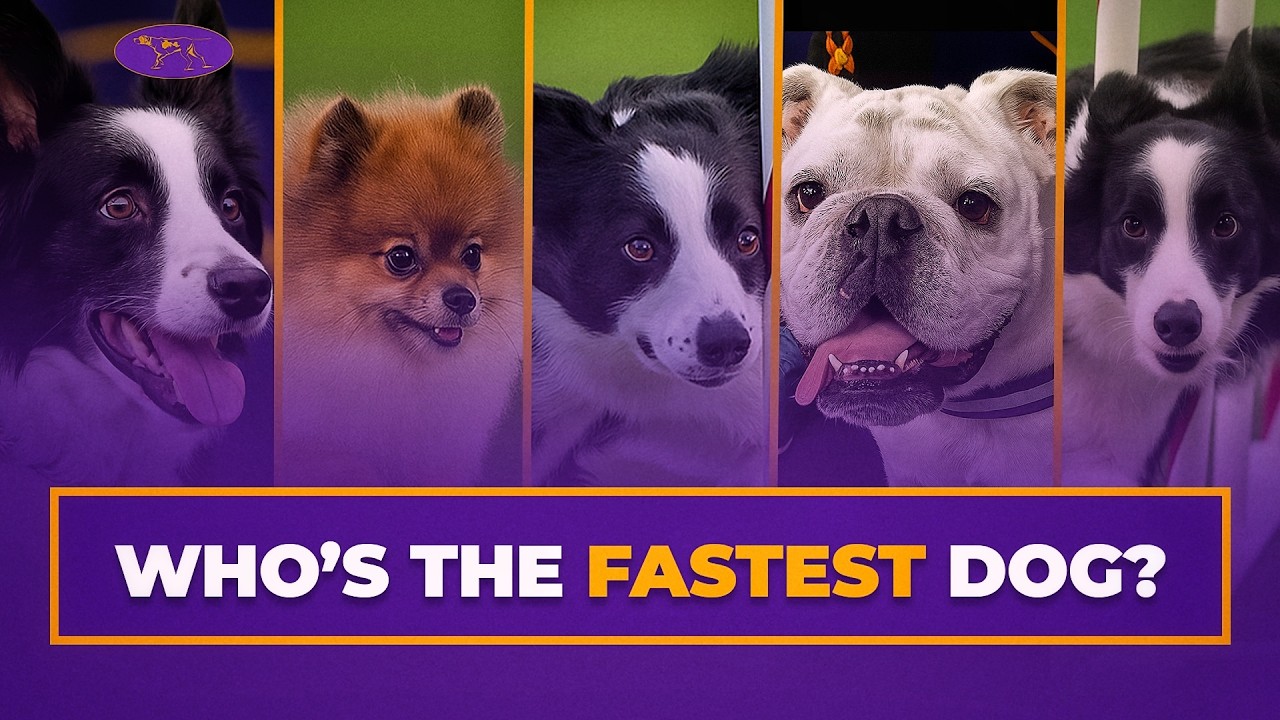 Пять самых быстрых забегов на аджилити в истории Westminster Masters Agility