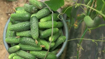 When & How to Harvest Cucumbers: Tips for Fresh Eating & Pickling