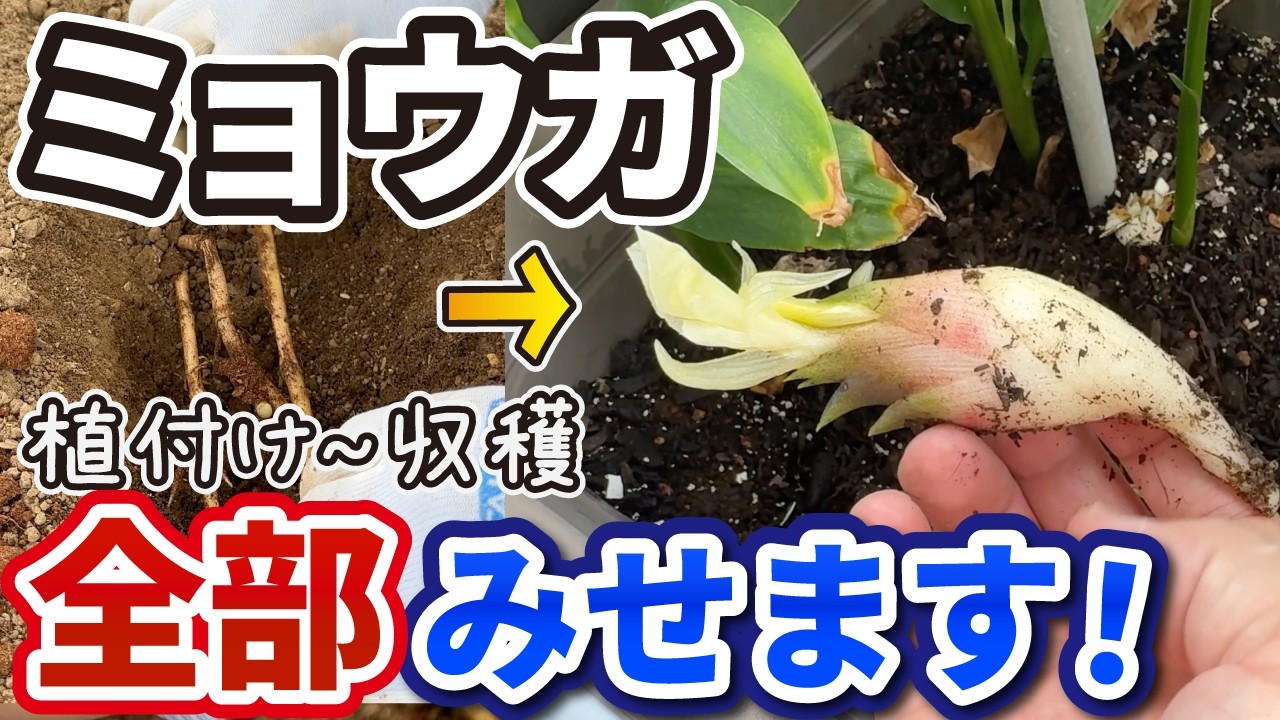 ミョウガの植え付けはこれだけ！初心者でも失敗しない時期・深さ・間隔を完全解説【家庭菜園】